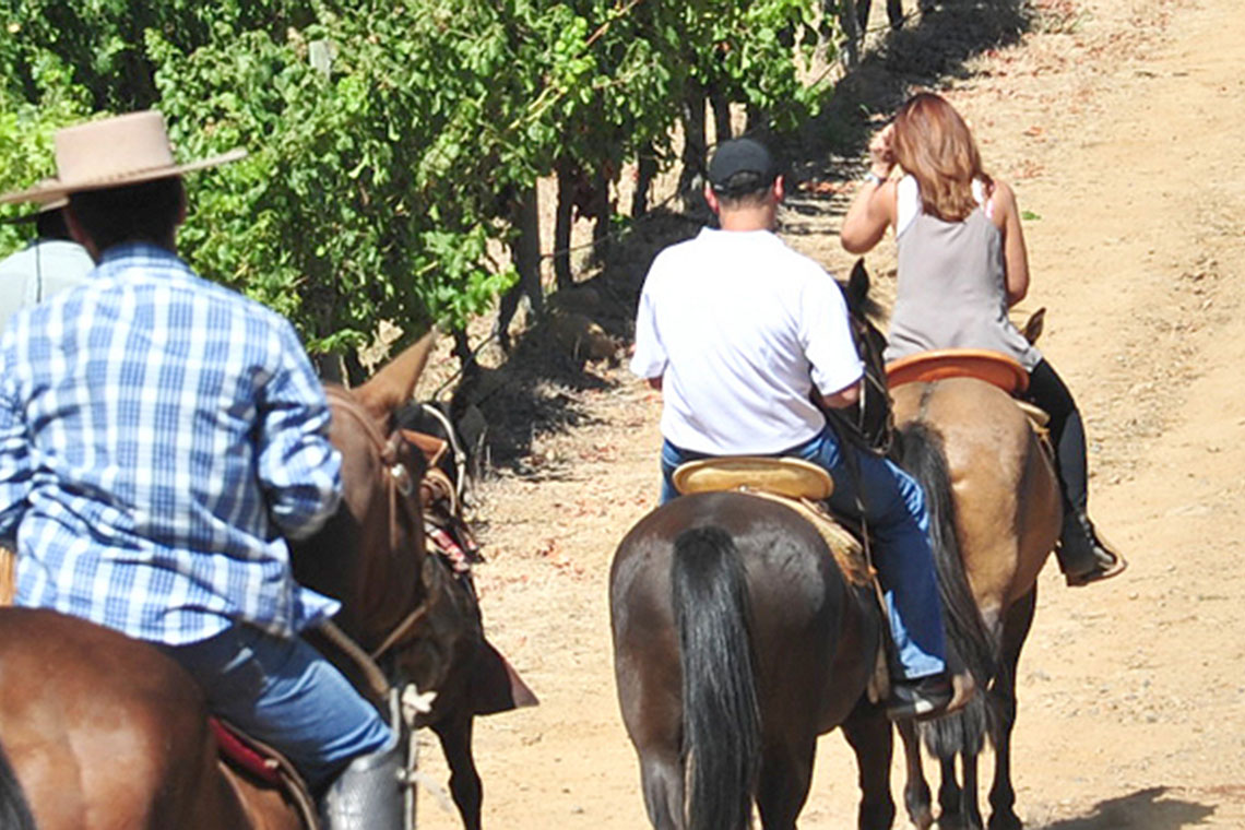 Cabalgatas entre paisajes rurales de Colchagua